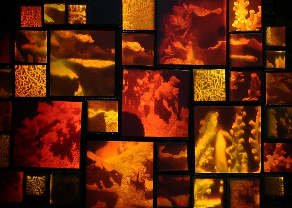 Betsy Connors Acme Holography Light Reef