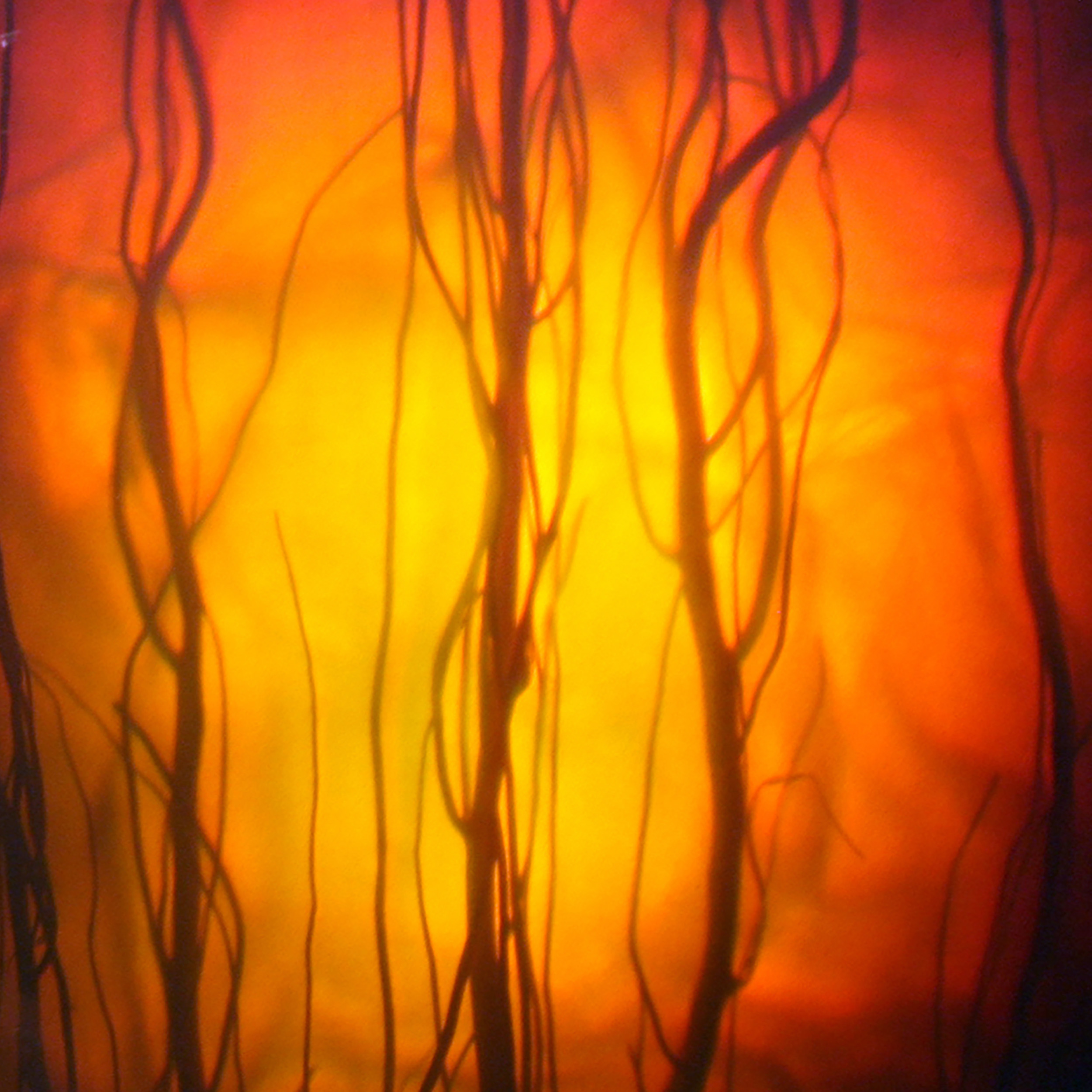 Betsy Connors Acme Holography Light Reeds