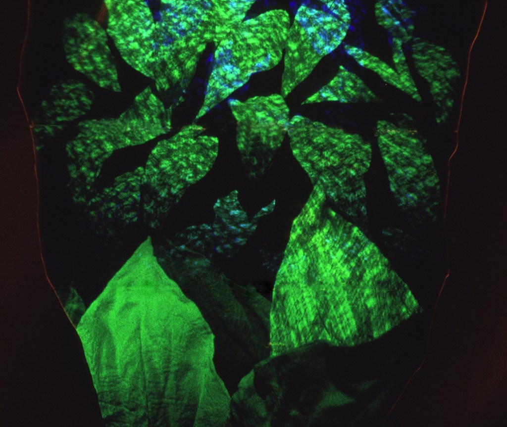 Betsy Connors Acme Holography Light Forest