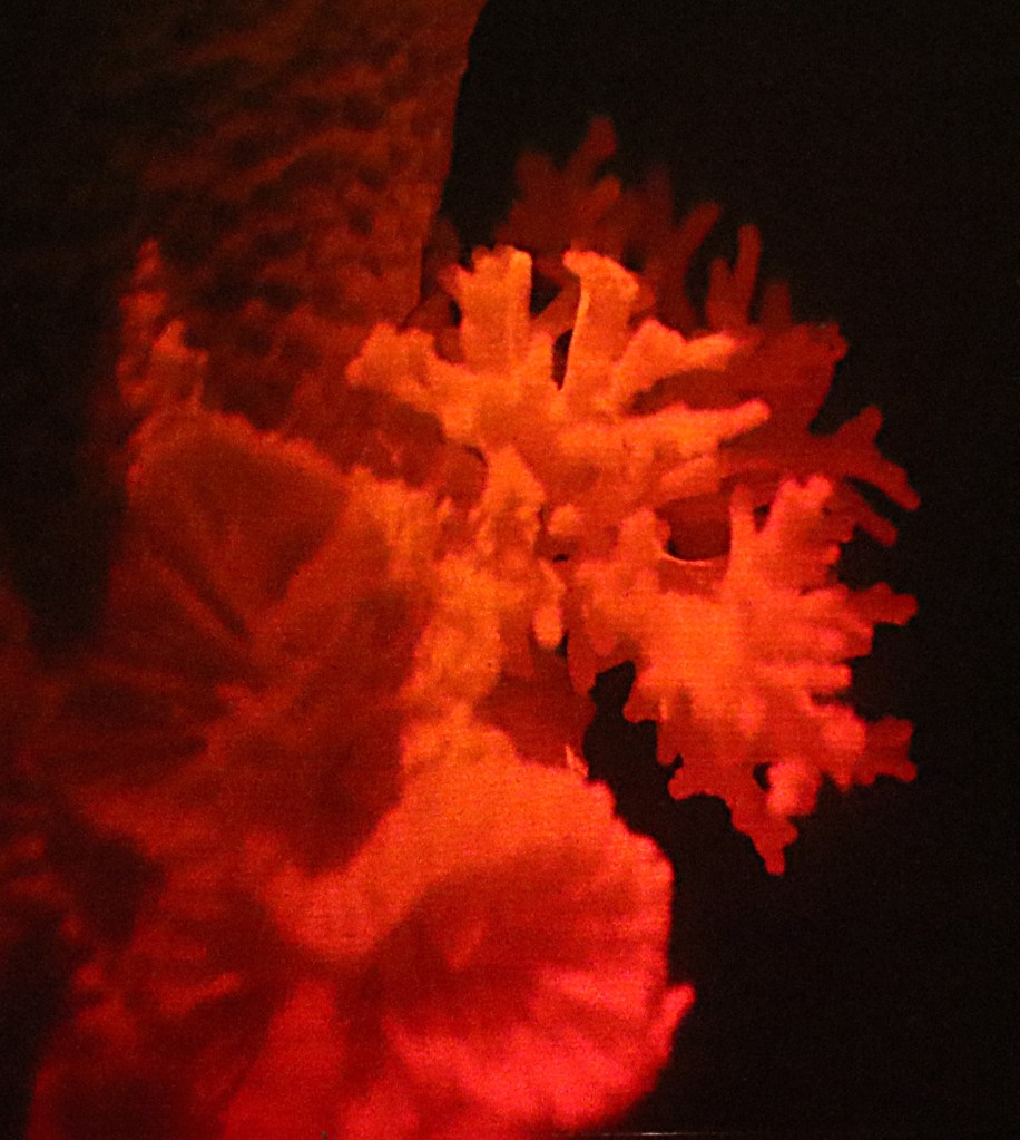 Betsy Connors Acme Holography Light Reef