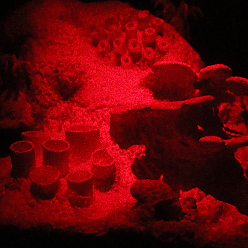 Betsy Connors Acme Holography Light Reef