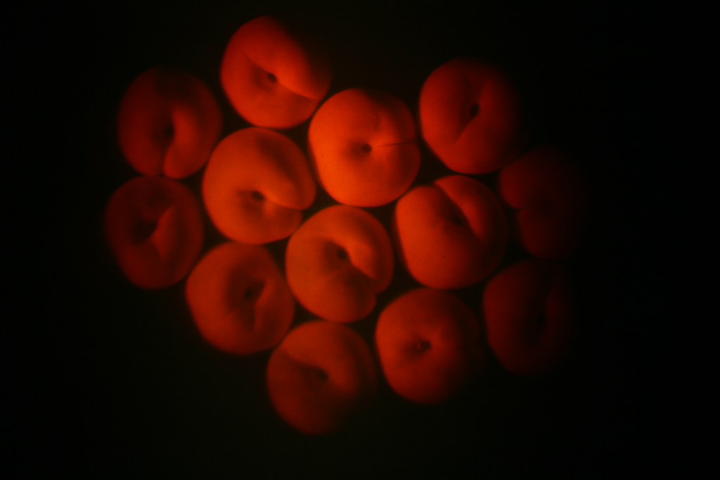 Betsy Connors Acme Holography Still Life With Lemons