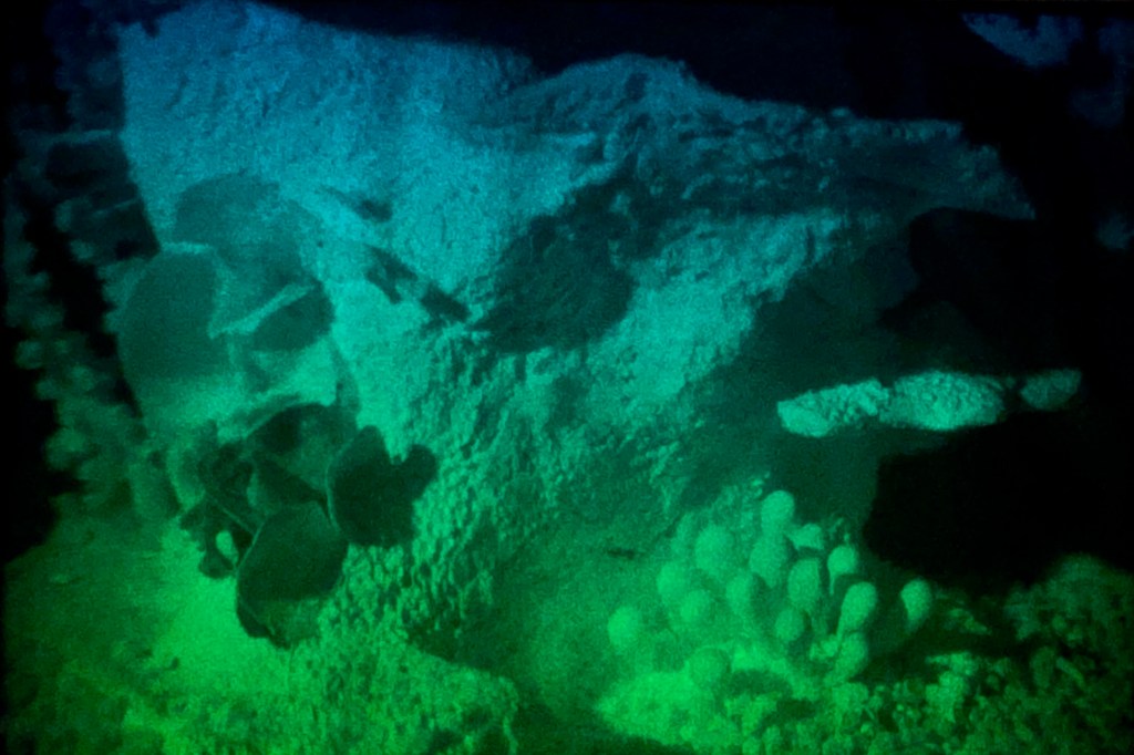 Betsy Connors Acme Holography Light Reef Transmission