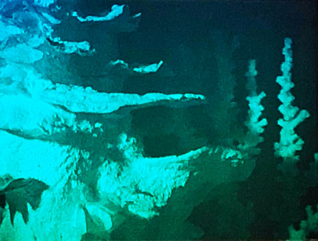 Betsy Connors Acme Holography Light Reef Transmission