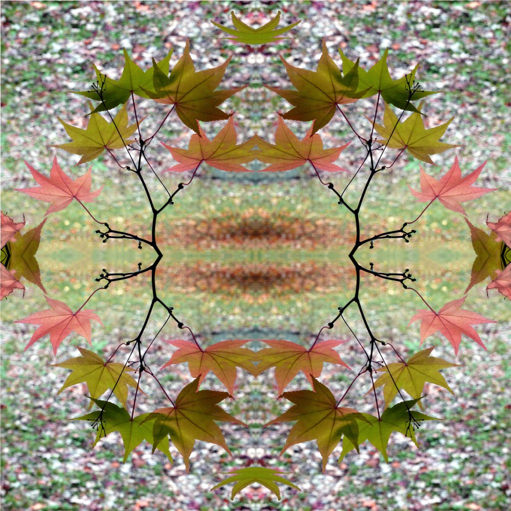 Betsy Connors Acme Holography Flowers Photography Leaf