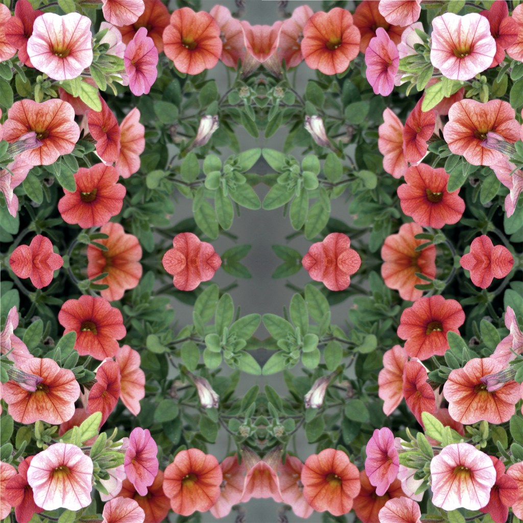 Betsy Connors Acme Holography Flowers Photography Petunia