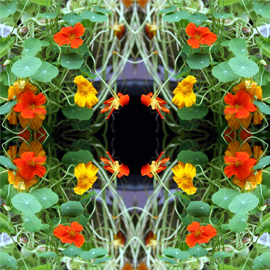 Betsy Connors Acme Holography Flowers Photography Nasturtium