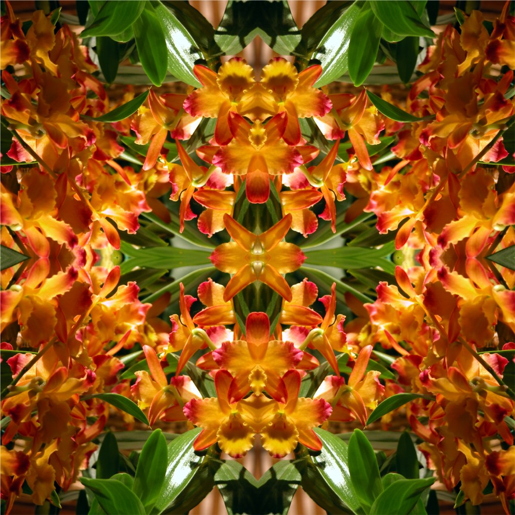 Betsy Connors Acme Holography Flowers Photography Begonia