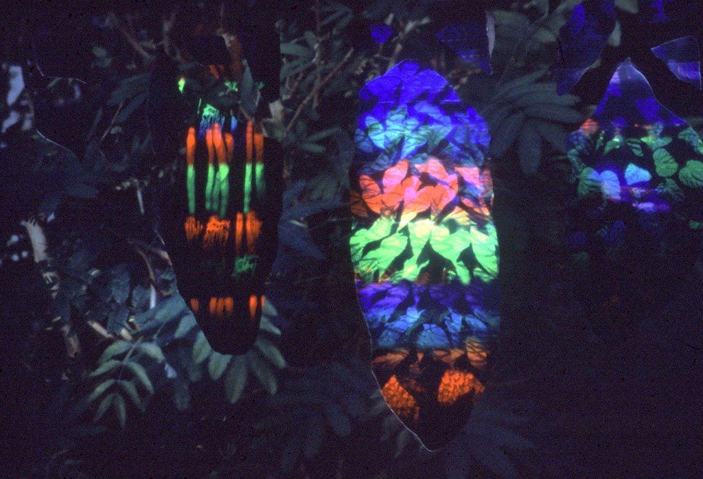 Betsy Connors Acme Holography Light Forest