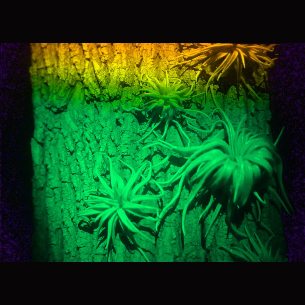 Betsy Connors Acme Holography Light Forest